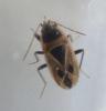 Xanthochilus saturnius
